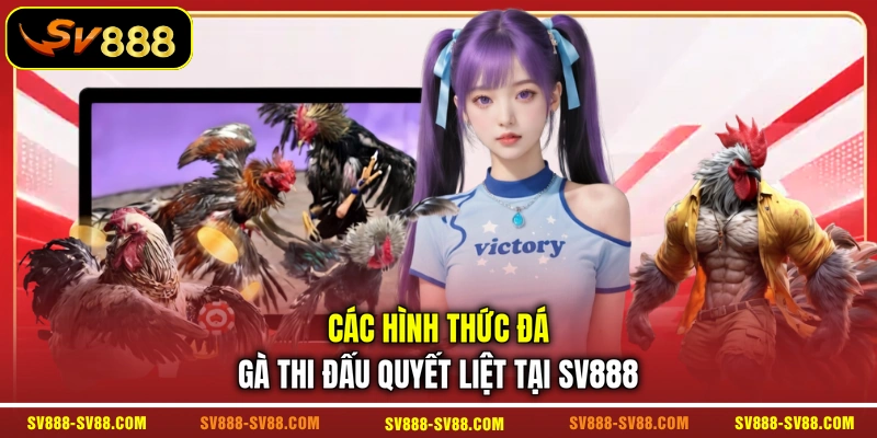 Các hình thức đá gà thi đấu quyết liệt tại SV888 Các hình thức đá gà thi đấu quyết liệt tại SV888