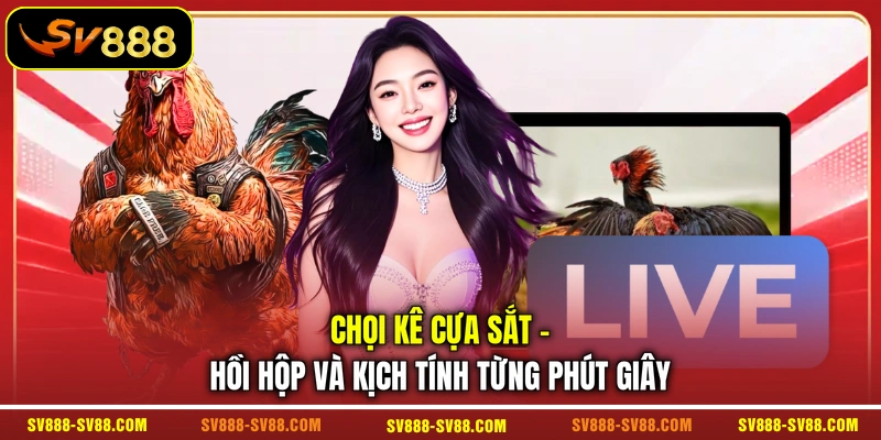 Chọi kê cựa sắt - Hồi hộp và kịch tính từng phút giây Chọi kê cựa sắt - Hồi hộp và kịch tính từng phút giây