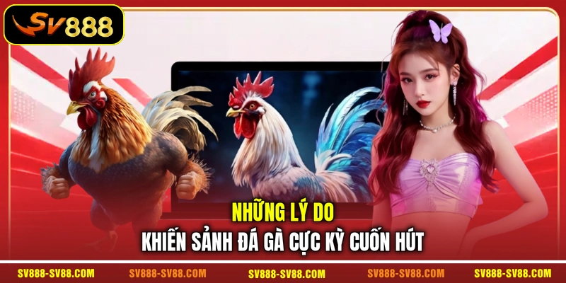 Những lý do khiến sảnh đá gà cực kỳ cuốn hút Những lý do khiến sảnh đá gà cực kỳ cuốn hút