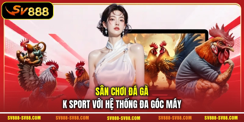 Sân chơi đá gà K sport với hệ thống đa góc máy Sân chơi đá gà K sport với hệ thống đa góc máy