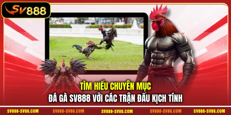 Tìm hiểu chuyên mục đá gà SV888 với các trận đấu kịch tính Tìm hiểu chuyên mục đá gà SV888 với các trận đấu kịch tính